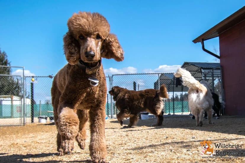 Dog enjoying an exercise session at Willchris Kennels