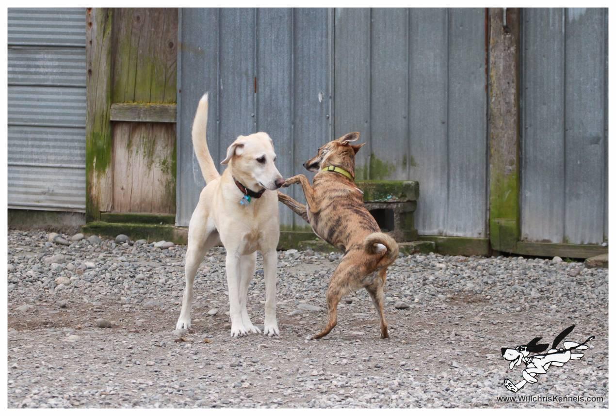 Willchris Kennels | Surrey Dog Boarding, Dog Daycare Kennel Services ...